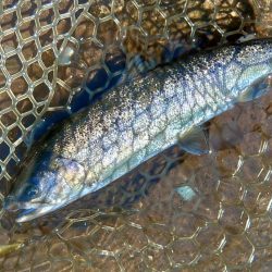 平谷湖フィッシングスポットでサクラマスを狙う